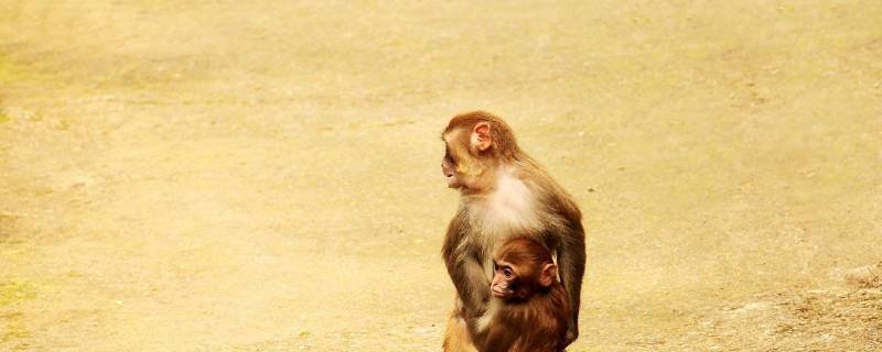 猴子是几级保护动物 猴子是几级保护动物能饲养吗