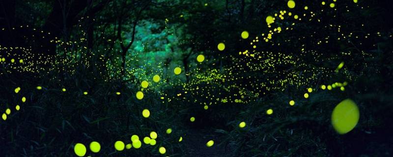萤火虫在什么天气容易出现 萤火虫什么天气活动最频繁