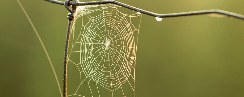 蜘蛛怎么织网啊 蜘蛛蜘蛛是怎么织网的