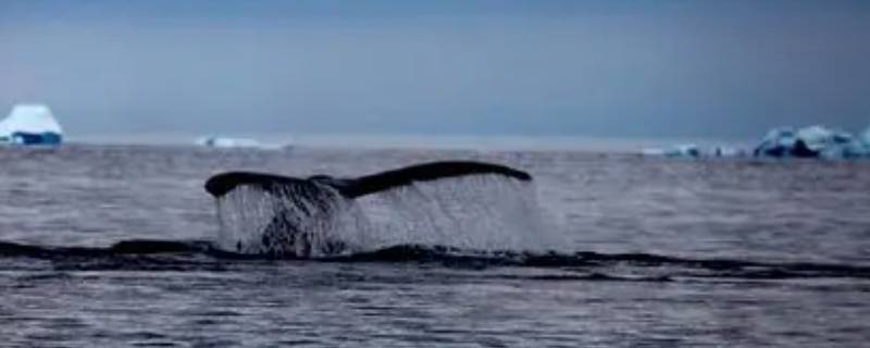 鲸鱼有多大（鲸鱼有多大和多长）