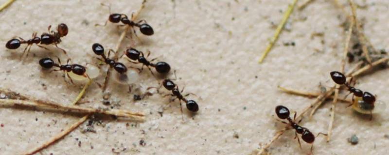 六楼家里有蚂蚁是什么原因 家在五楼有蚂蚁是什么原因