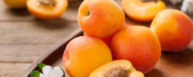 油杏和普通杏有什么区别（油杏和杏的区别）