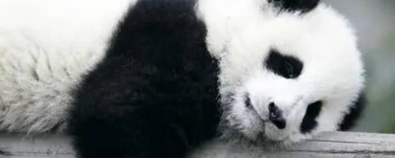 大熊猫的习性是什么