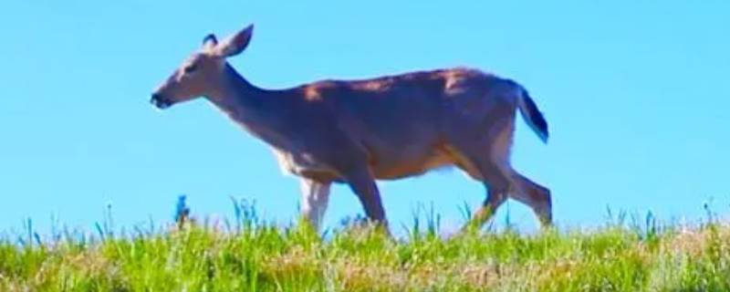鹿的又小又短的尾巴有什么作用（鹿尾巴形状有长的,也有肥短）