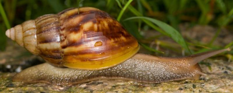 蜗牛是保护动物吗 蜗牛是保护动物吗?