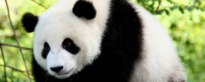 大熊猫是怎么吃竹子的（大熊猫是怎么吃竹子的作文）