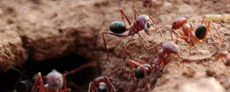蚂蚁窝怎么消灭它 土里面有蚂蚁窝怎么消灭它