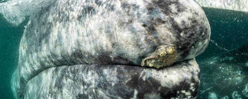 泰国三鲸岩是怎样形成的（泰国三鲸岩百度百科）