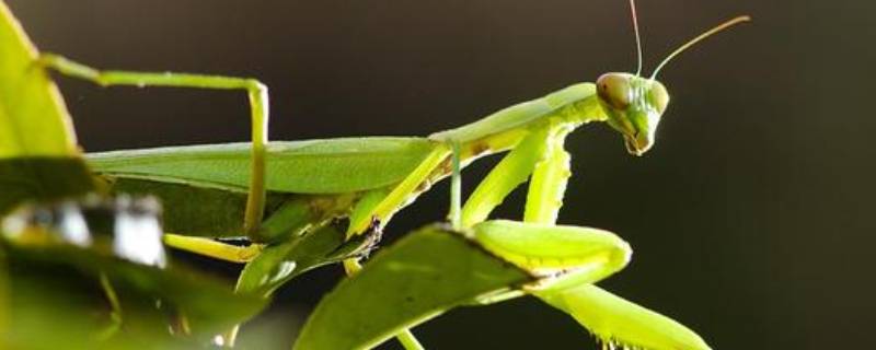 螳螂生活在什么环境 螳螂的生存环境和生活方式