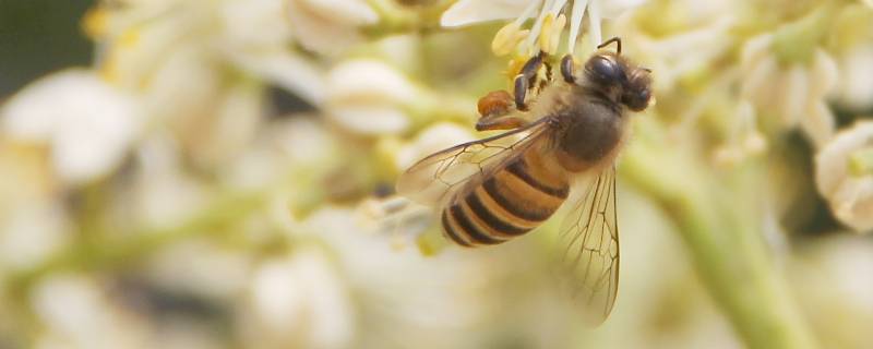花和蜜蜂的关系 花和蜜蜂的关系是什么?