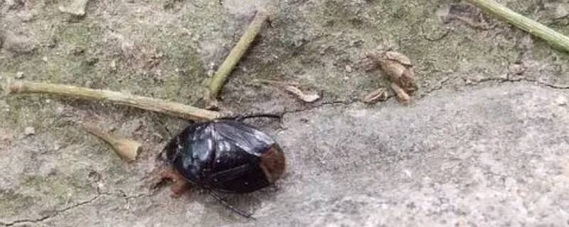 类似蟑螂的黑色虫子是什么 类似蟑螂的黑色虫子是什么可以吃的