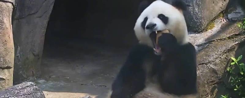 大熊猫新亚种 大熊猫新亚种在哪