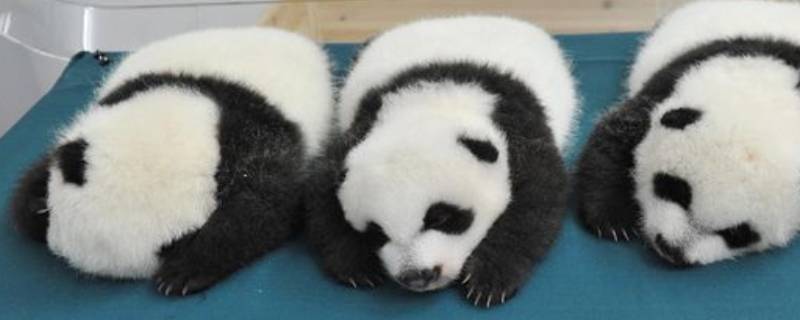 大熊猫有冬眠的习性吗