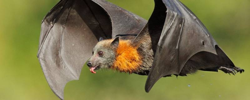 蝙蝠可以吃吗