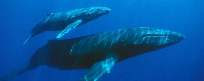 蓝鲸的寿命 蓝鲸的寿命一般多少年