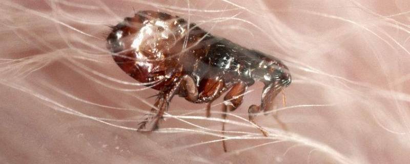 敌百杀虫剂可以杀跳蚤吗 能杀死跳蚤的杀虫剂