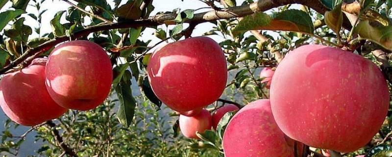 苹果几月份成熟采摘 苹果是几月份熟的采摘的