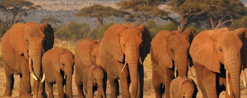 一头大象有多重（一头大象有多重多少千克）