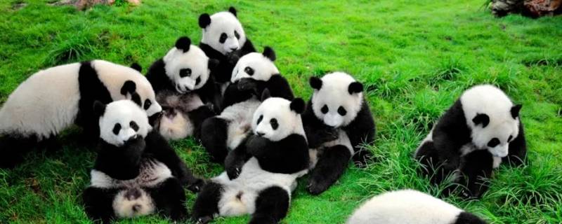 熊猫怎么叫 熊猫怎么叫的