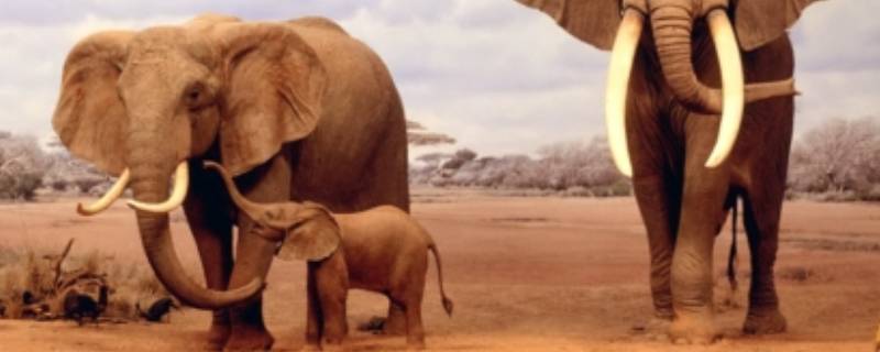 一头大象还是一只大象正确 一头大象还是一个大象
