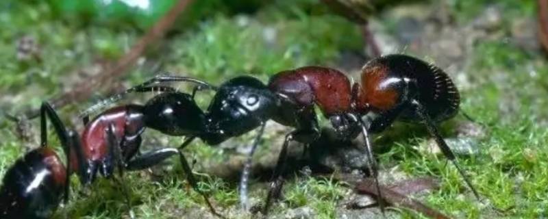 怎么消灭蚂蚁简单有效的方法（怎样有效消灭蚂蚁）