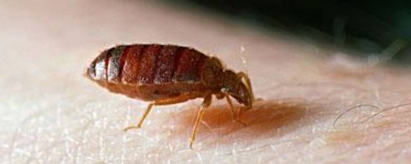 跟跳蚤相似的虫是什么 和跳蚤相似的虫子是什么