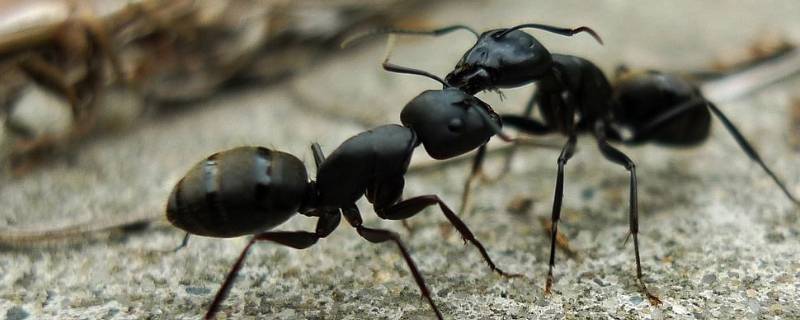 蚂蚁中为什么会有大头的蚂蚁 为什么蚂蚁有大头和小头的