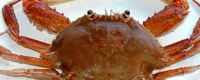 螃蟹产卵多久出小螃蟹 螃蟹多久产一次卵