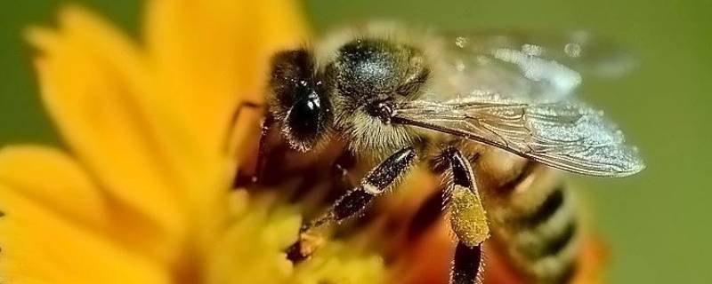 具有蜜蜂品质的动物还有哪些（具备蜜蜂品质的动物有哪些）