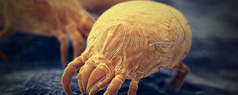 臭氧能把被子中的螨虫杀死么 臭氧可以杀死被子里的螨虫吗
