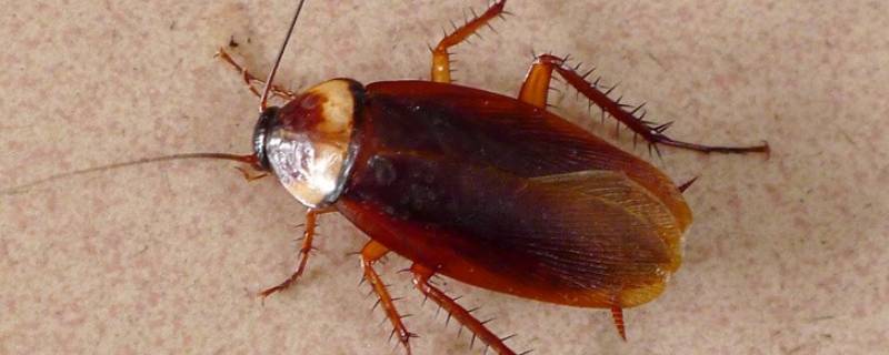 蟑螂多久可以长大 蟑螂一年能长多大