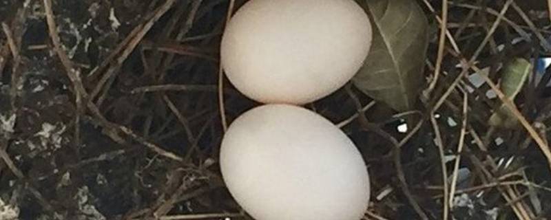 捡到一个鸟蛋怎么孵化 捡到一颗鸟蛋怎么孵化