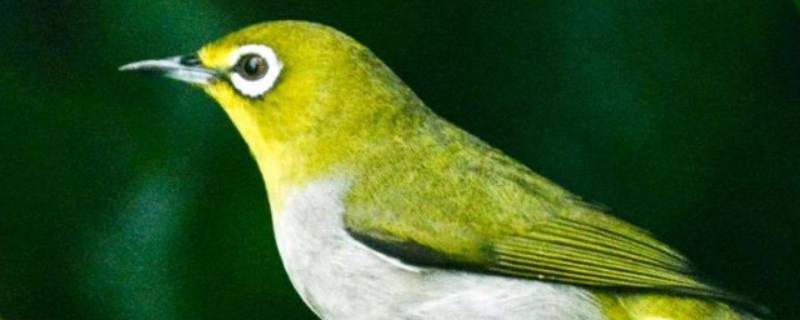 绣眼鸟是国家二级保护动物吗 绣眼鸟是国家保护鸟类吗