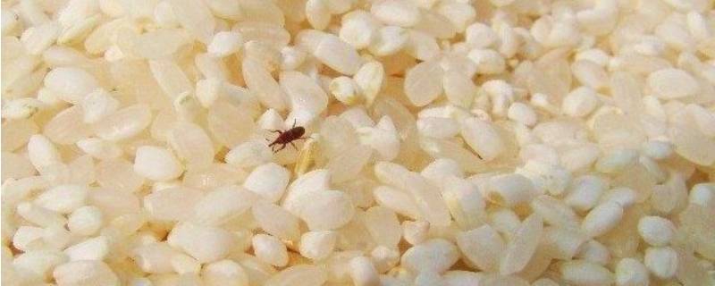 米虫会在地板繁殖吗（家里地板上好多米虫有关系吗）