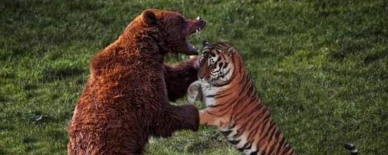 老虎打得过棕熊吗 老虎打得过棕熊吗?