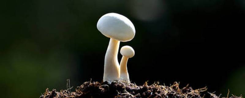 蘑菇结构（蘑菇结构图及名称）