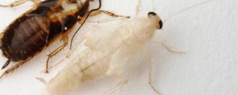 白色的蟑螂是什么品种 白色的蟑螂叫什么名字