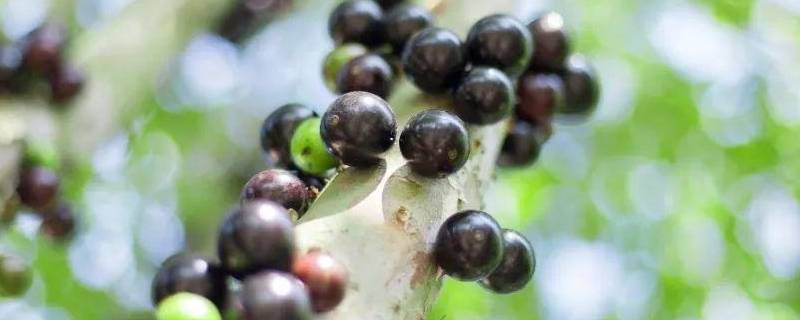 树葡萄籽可以吃吗（树葡萄的籽能吃吗?）