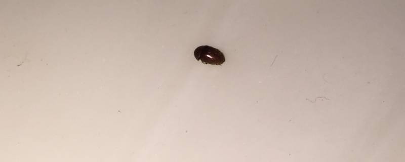 小米粒大小的褐色硬壳虫子 小米粒大小的褐色硬壳虫子会咬人