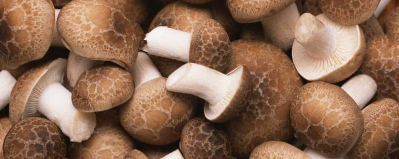 菌菇种类 菌菇种类的营养价值