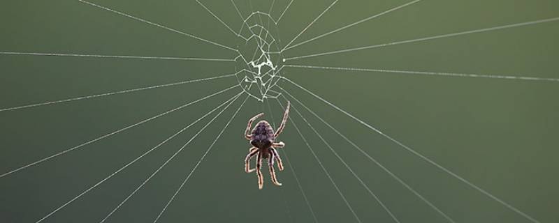 蜘蛛在窗外结网要弄掉吗（蜘蛛到处结网）