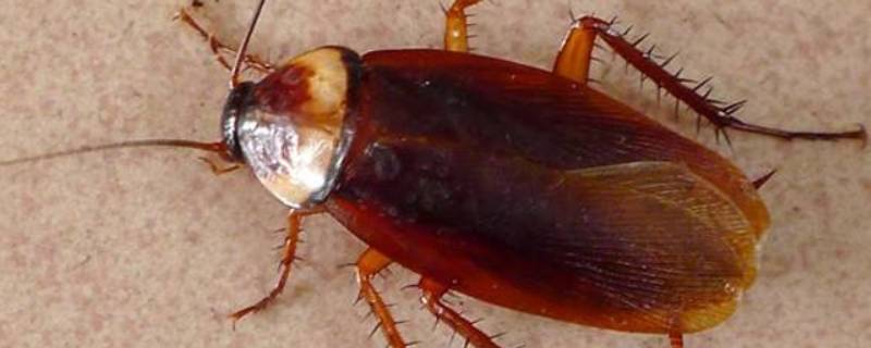 蟑螂可以活多久 一只蟑螂可以活多久