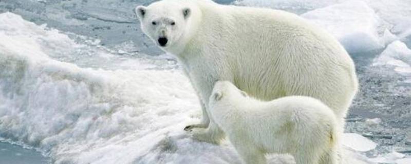 北极有哪些珍稀动物 北极有哪些珍稀动物?