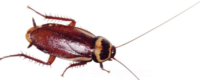 家里出现小蟑螂的原因 家里有很小的蟑螂是怎么回事