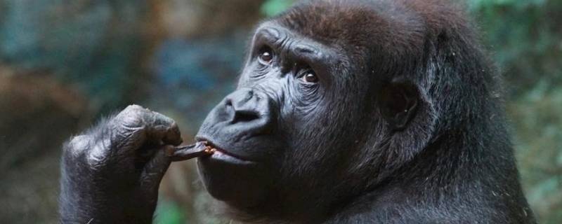 猩猩的寿命一般多长 猩猩最长寿命