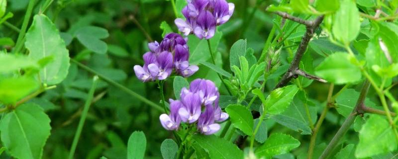 紫花苜蓿与苜蓿草区别 紫花苜蓿草还是黄花苜蓿草