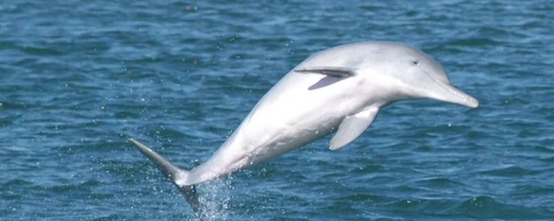 中华白海豚的特点 中华白海豚的特点和爱好