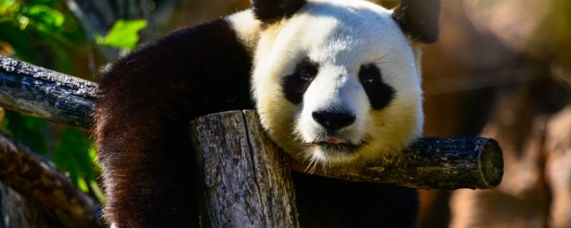 大熊猫是怎么爬树的 大熊猫是怎么爬树的描写