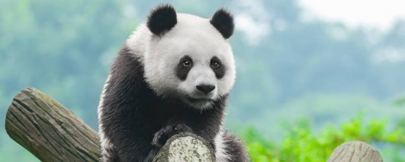 熊猫为什么是熊科（熊猫为什么是熊科呢）