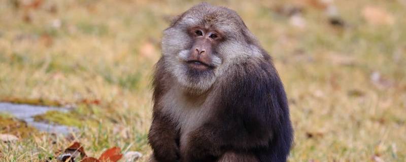 藏酋猴的特点（藏酋猴是国家保护动物吗）